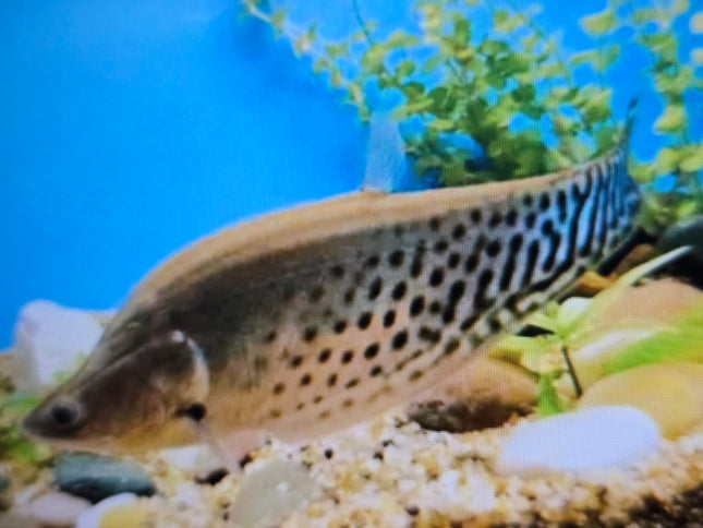 Royal knifefish 18-25cm