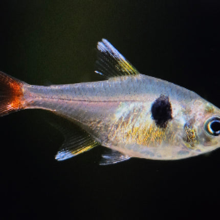 Yellow phantom tetra 2.5cm