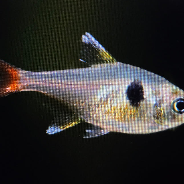 Yellow phantom tetra 2.5cm