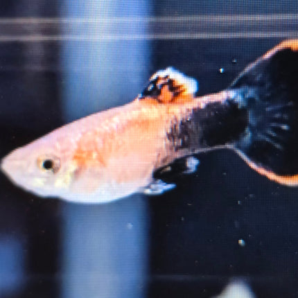 Guppy male pink tuxedo 3cm