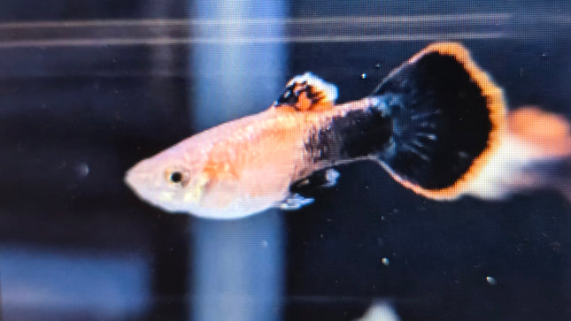 Guppy male pink tuxedo 3cm