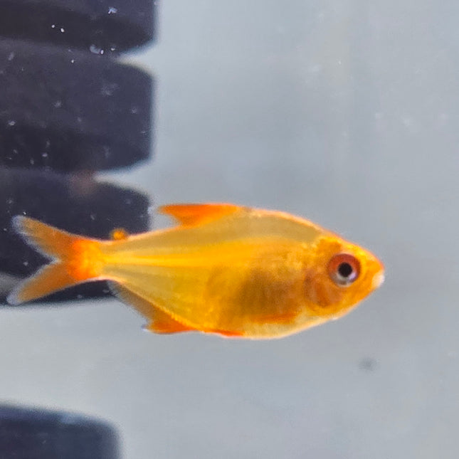 Red Cherry tetras 2.5-3cm