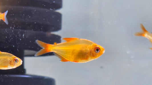 Red Cherry tetras 2.5-3cm