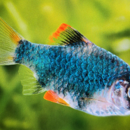 Green Tiger Barb 3cm