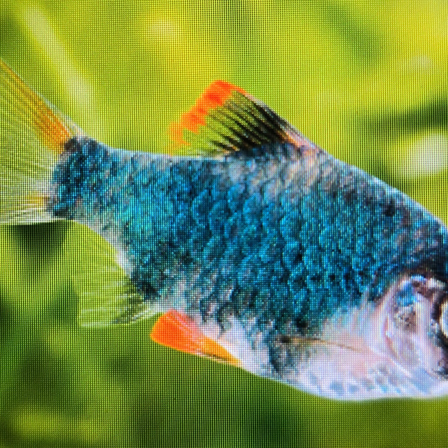 Green Tiger Barb 3cm