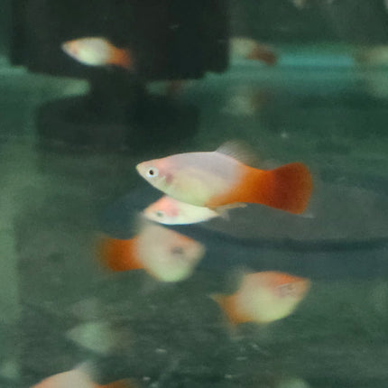 Red Marboro platy 3cm
