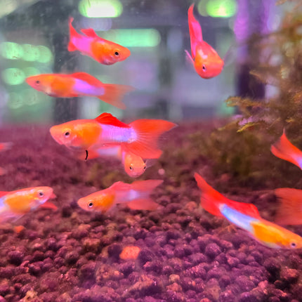 Lyretail japan blue endler guppy male 2.5cm