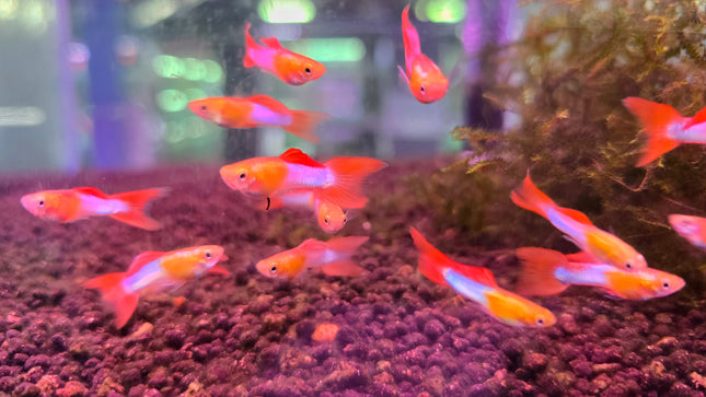 Lyretail japan blue endler guppy male 2.5cm