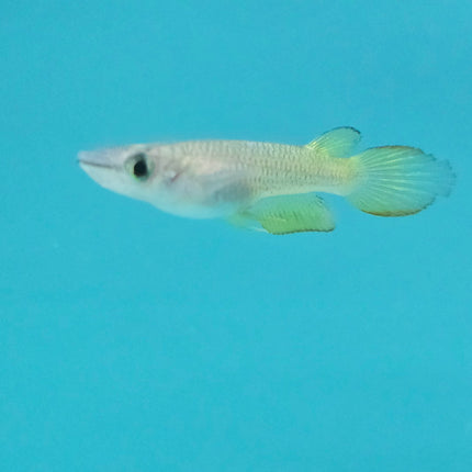 Golden panchax 2.5-3cm