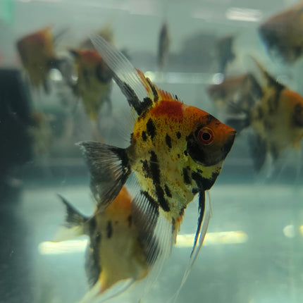 Red devil angelfish 4-5cm