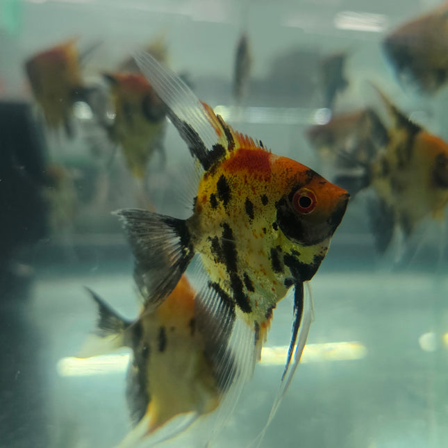 Red devil angelfish 4-5cm