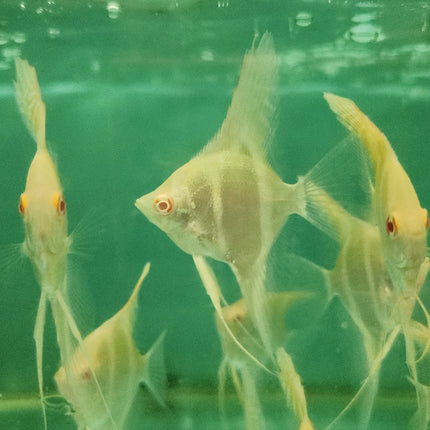Albino Dantum Angelfish 5-6cm