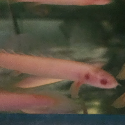 Albino senegalus bichir 6-7cm