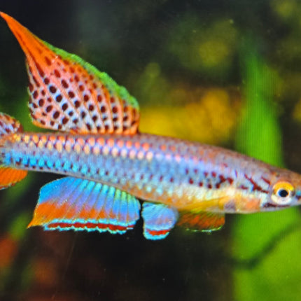 Aphyosemion bivittatum lagos 3-4cm
