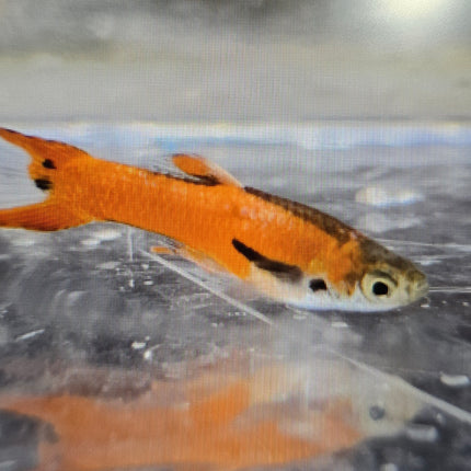 Guppy male endler Red neon 2cm