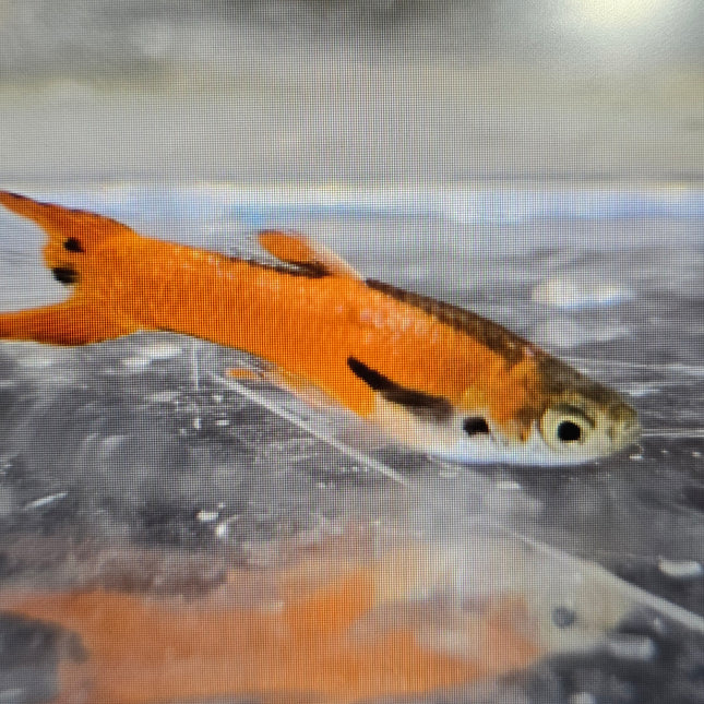 Guppy male endler Red neon 2cm