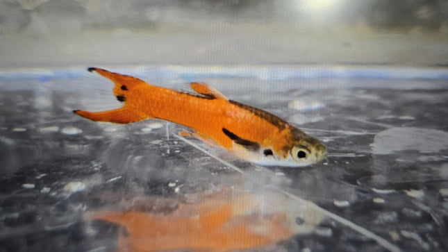 Guppy male endler Red neon 2cm