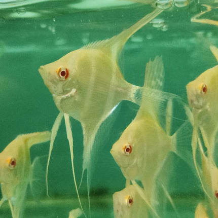 Albino Dantum Angelfish 5-6cm