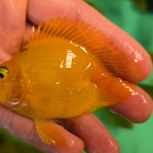 Yellow parrot heart shaped 6-7cm