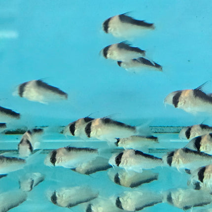Corydoras duplicareus 2.5-3cm