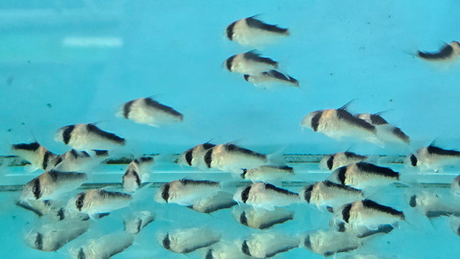 Corydoras duplicareus 2.5-3cm