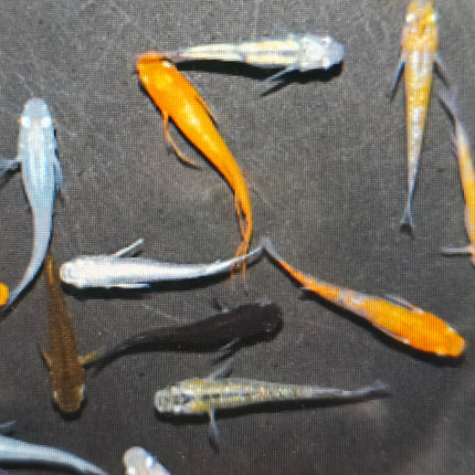 Assorted ricefish 2-3cm