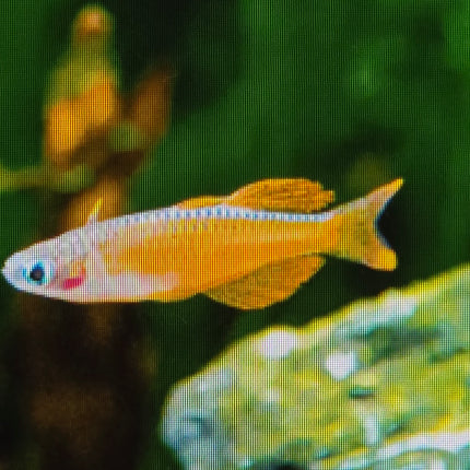Paskai's rainbow 2.5cm