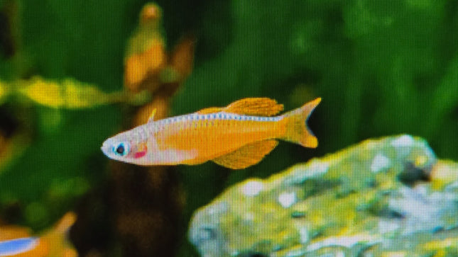 Paskai's rainbow 2.5cm