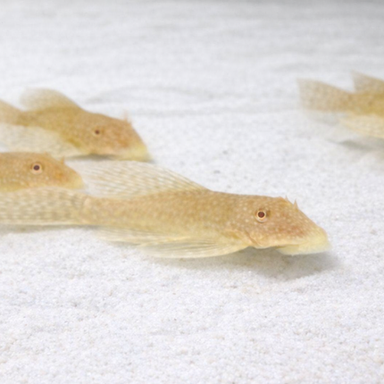 Pleco L144 albino longfin 4-5cm
