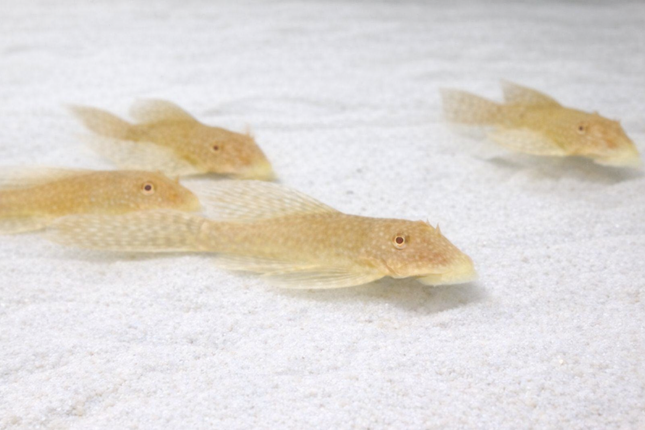 Pleco L144 albino longfin 4-5cm
