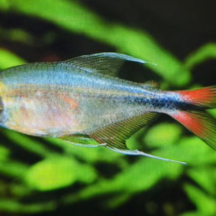 Phoenix tetra 3cm