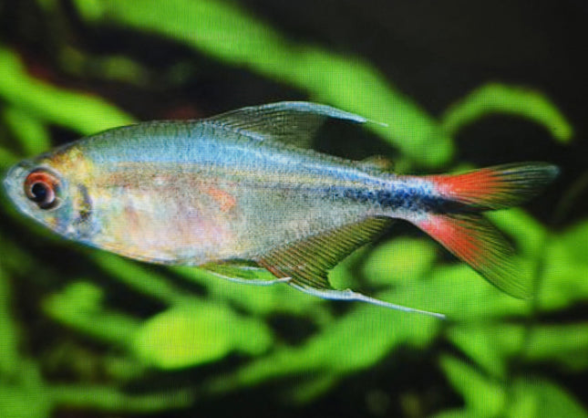 Phoenix tetra 3cm