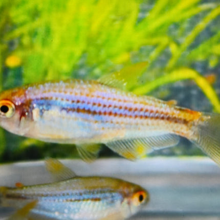 Scratched Inpa tetra 3cm