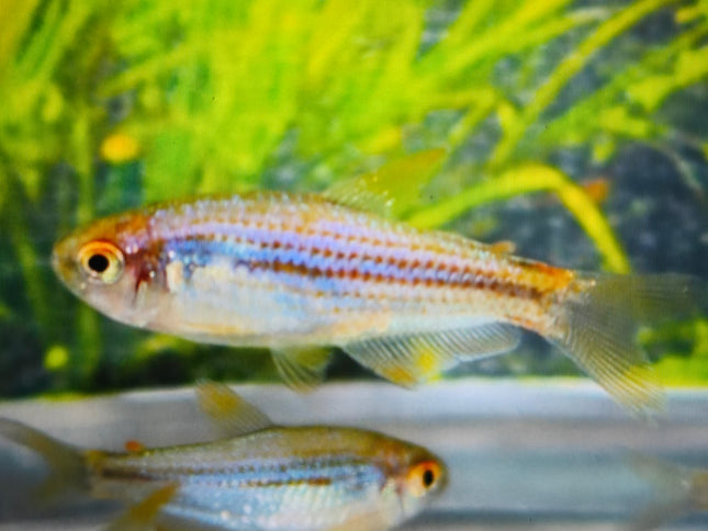 Scratched Inpa tetra 3cm