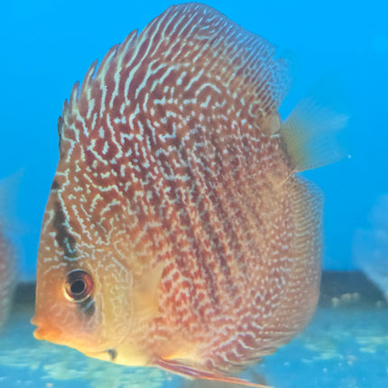 Assorted Discus 2", 3", 4"