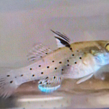 Knight goby 3cm