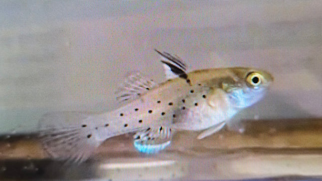Knight goby 3cm