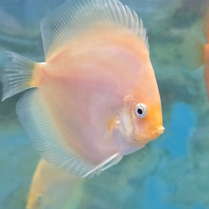 Assorted Discus 2", 3", 4"