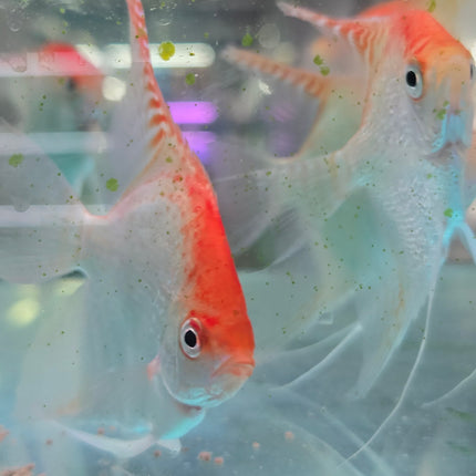 Red cap angelfish 4-5cm