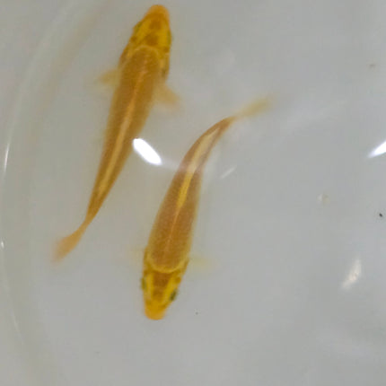 Golden koi