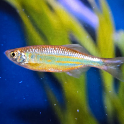 Giant danio 3-4cm