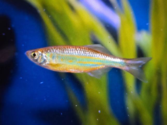 Giant danio 3-4cm