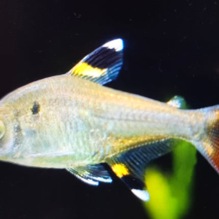 Pristella tetra 3cm