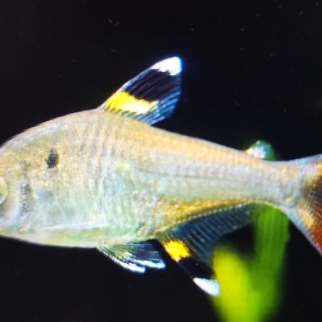 Pristella tetra 3cm