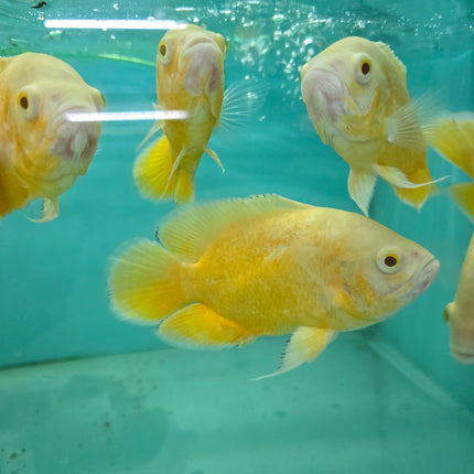 Lemon oscar 10-12cm