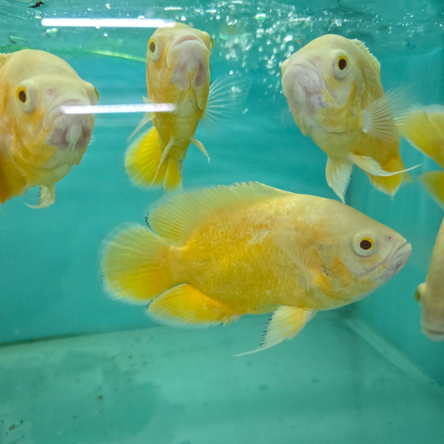 Lemon oscar 10-12cm