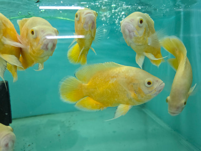 Lemon oscar 10-12cm