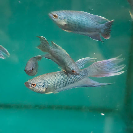 Blue paradise fish 4cm