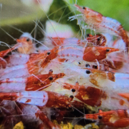 Red rili shrimp 1-1.5cm