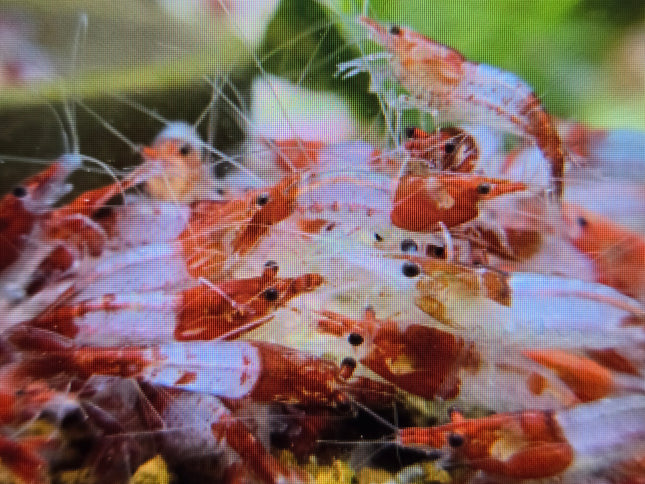 Red rili shrimp 1-1.5cm